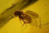 Three Fossil Flies (Diptera) In Baltic Amber #166257-3